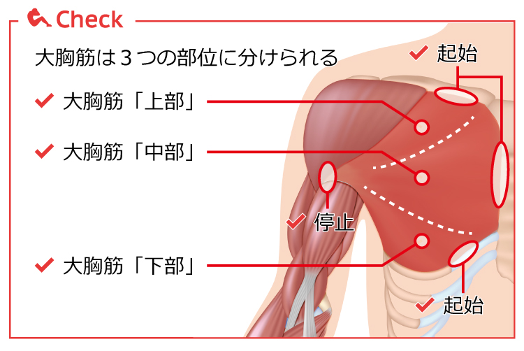 大胸筋の構造