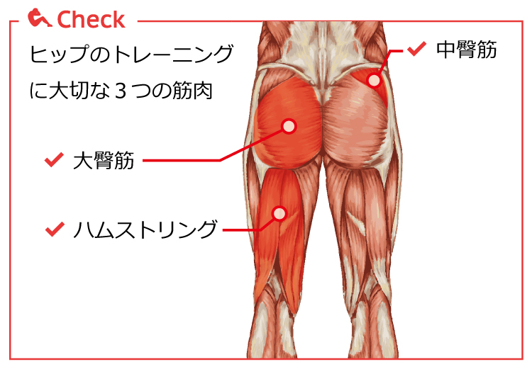 臀部の筋肉図